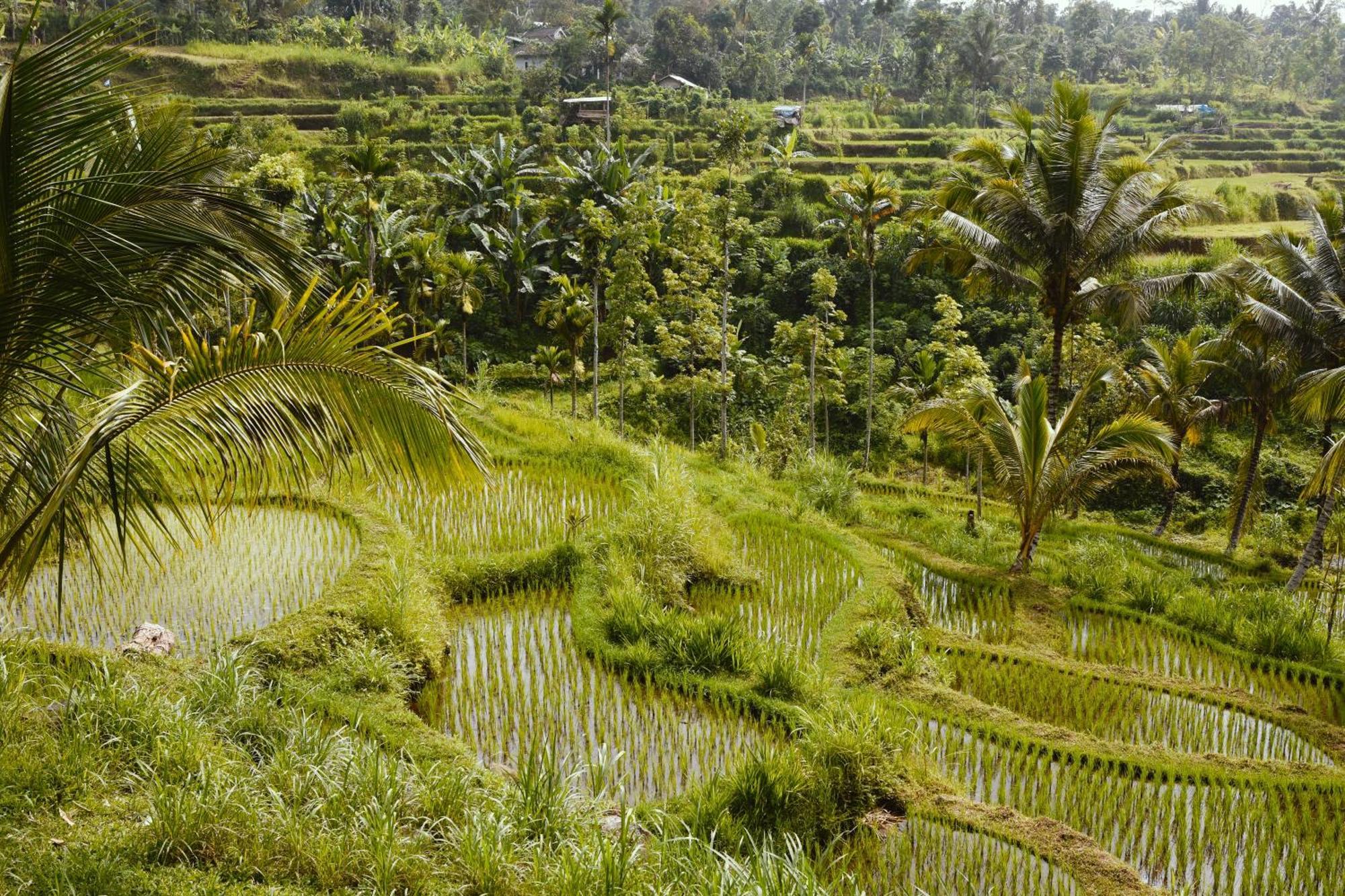 Tetebatu Sunrise Homestay Exteriör bild