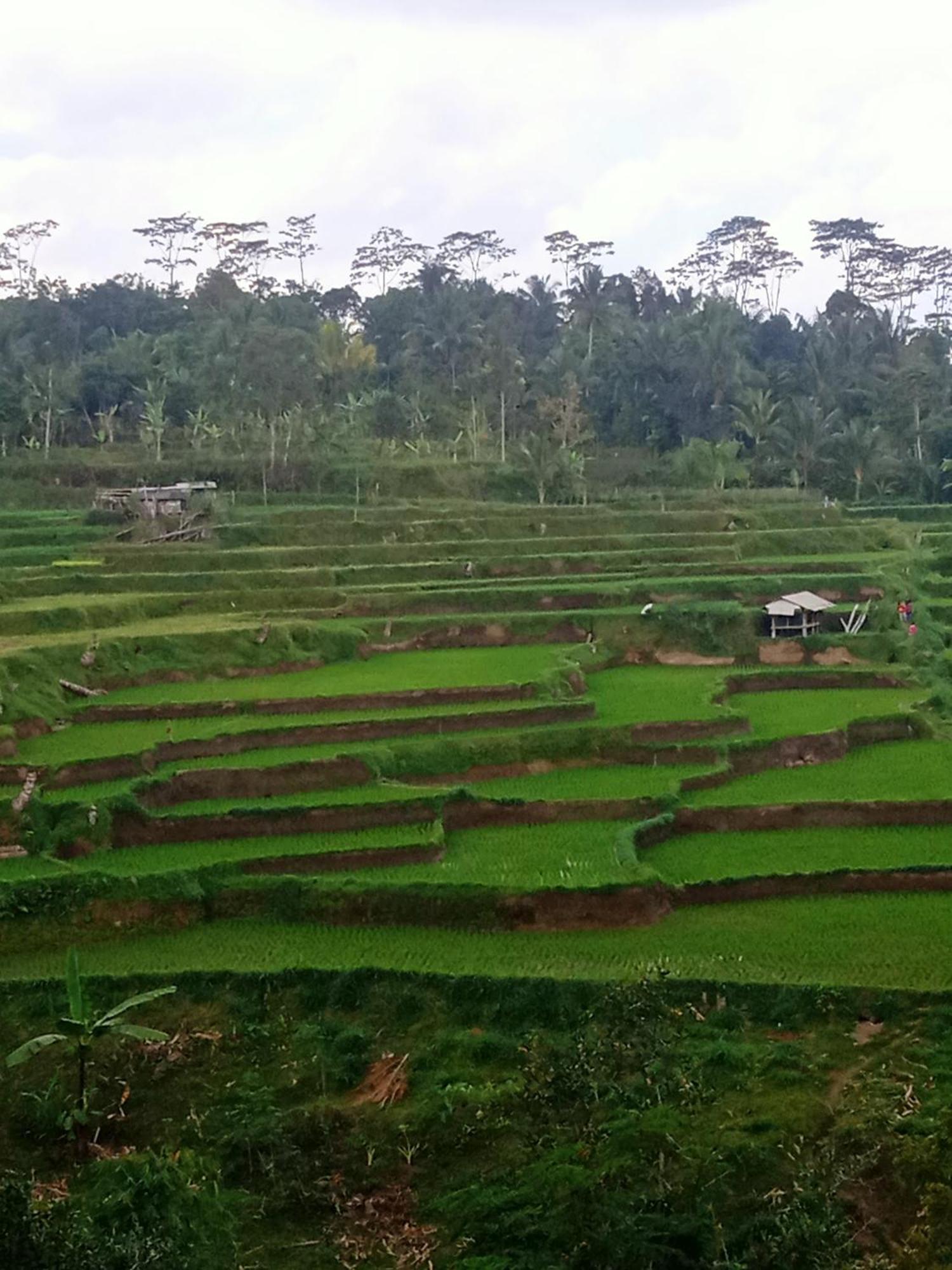 Tetebatu Sunrise Homestay Exteriör bild